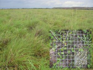 Paddock with soil bacterial communities