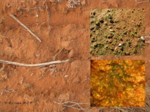 Mine rehab 1 - disturbance