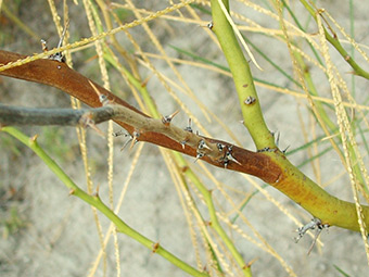 Parkinsonia-close-up-weed-control