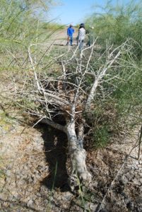 Parkinsonia killed by dieback induced by fungi