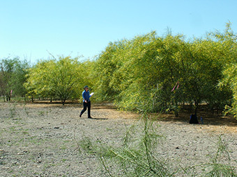 Parkinsonia-weed-control