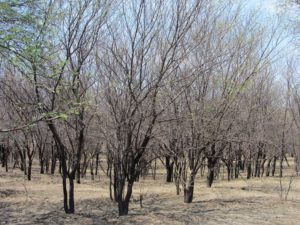 Thicket of Prickly Acacia